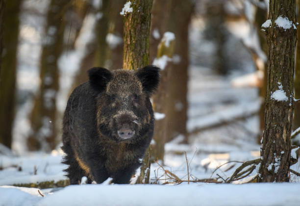istock Wild pig with snow. Young Wild boar, Sus scrofa, in wintery forest 1366527761