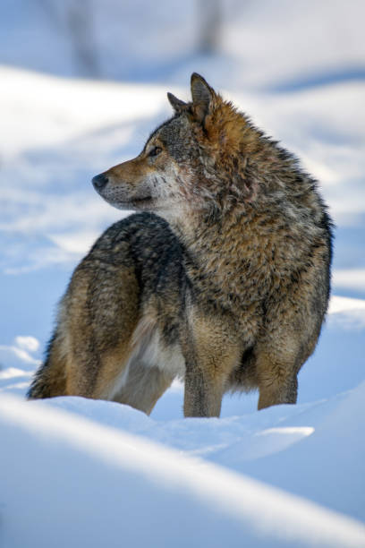 istock Gray wolf, Canis lupus in the winter forest 1366527772