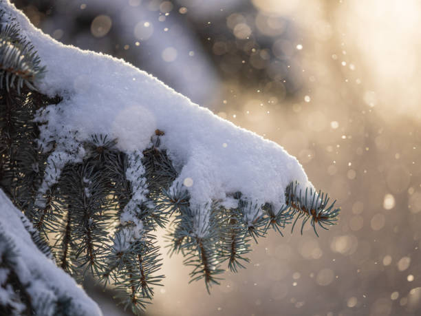istock Green fir branches in winter covered with snow 1366528787