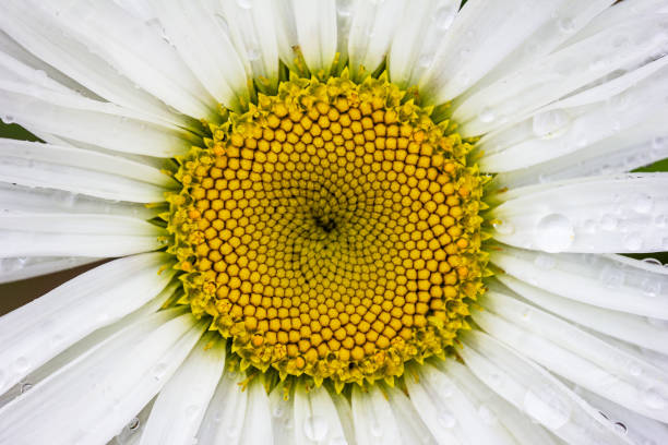 istock daisy flower after the rain close-up 1366528845