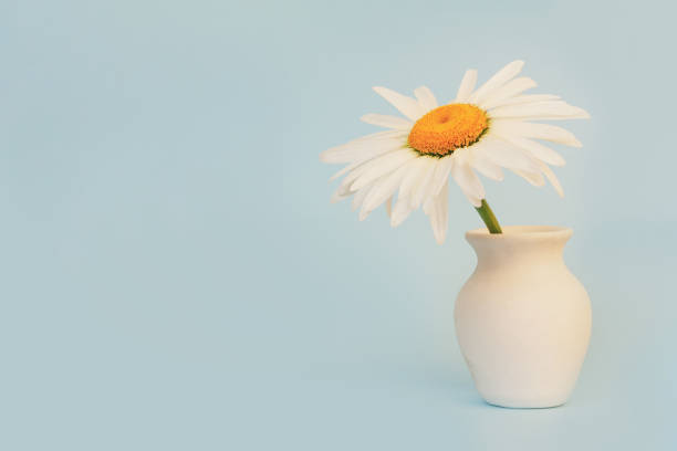 istock daisy flower in a white jug on a blue background with a copy space close-up 1366528852