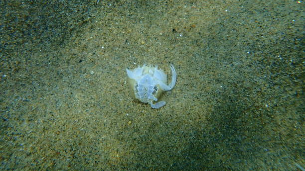 istock Dead marbled swimming crab (Liocarcinus marmoreus) on sea bottom 1366529003