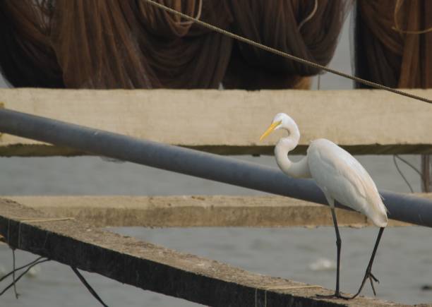 istock white crane walking on a slab 1366529636
