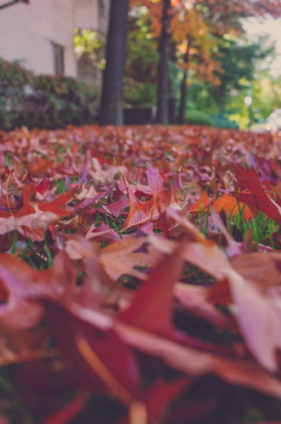 istock Autumn leaves, Autumn trees in red 1366529696