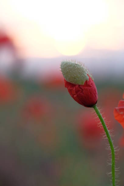 istock Red poppy illuminated by the rising sun 1366530578