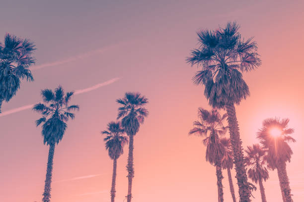 istock Palm trees against pink colored sky, and bright sun. Abstract  background 1366530614