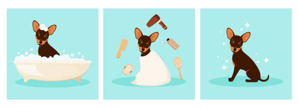 ilustraciones, imágenes clip art, dibujos animados e iconos de stock de toy terrier se lava en el baño - grooming dog pets brushing