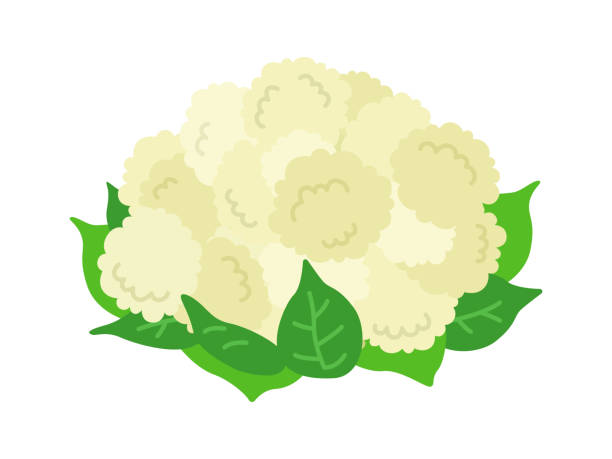 ilustrações de stock, clip art, desenhos animados e ícones de illustration of cauliflower with leaves. - cauliflower white backgrounds isolated