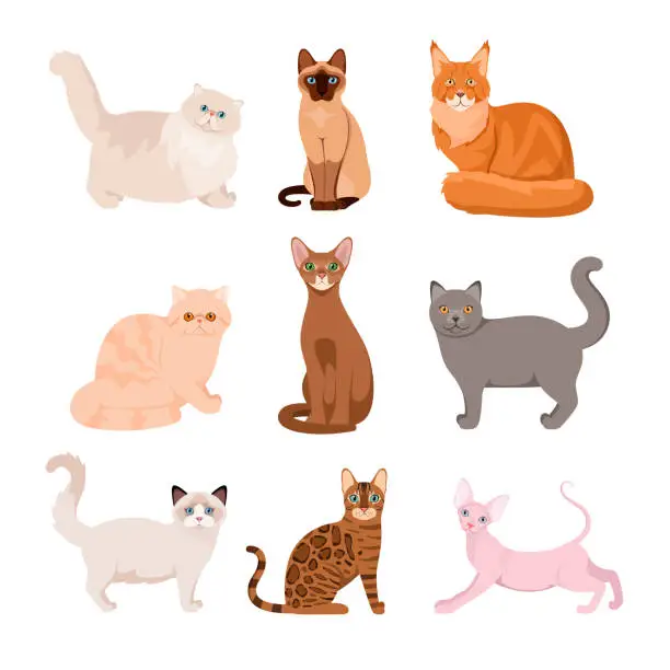 Vector illustration of A set of purebred cats