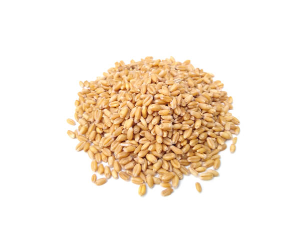 istock Food grains, wheat isolated on white background, selective focus 1366532701