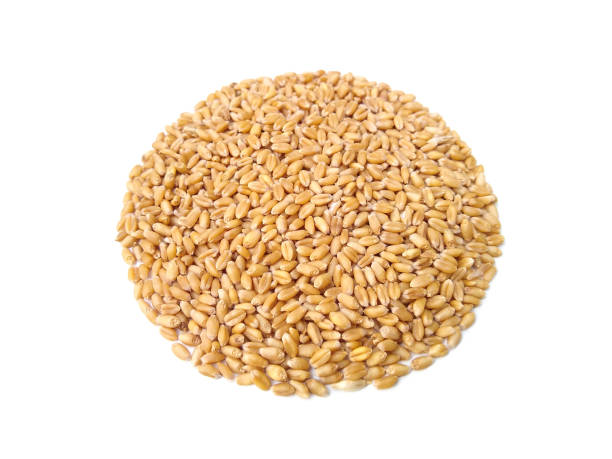 istock Food grains, wheat isolated on white background, selective focus 1366532712