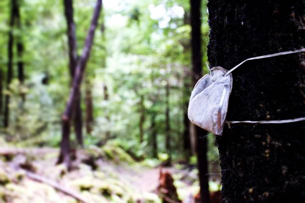 istock Abandoned Protective Face Mask Left Tied to Tree in Nature 1366533611