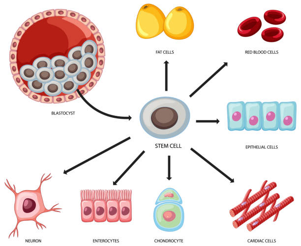 Types of stem cells on white background Types of stem cells on white background illustration epithelium stock illustrations