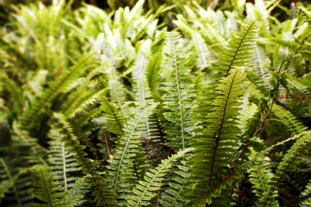istock Lush Sub-Tropical Fern Forest Background 1366534443