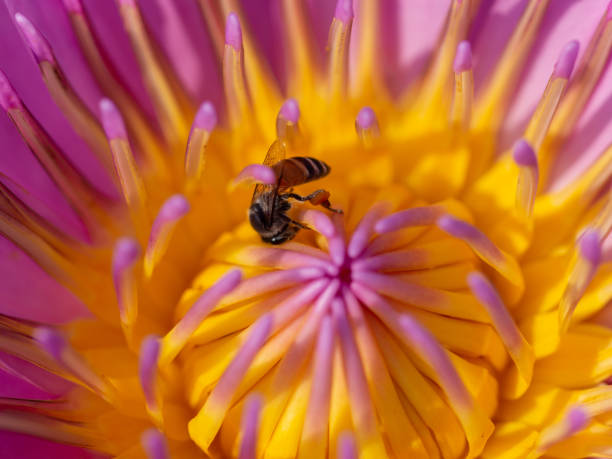 istock Bee with yellow lotus pollen 1366534509