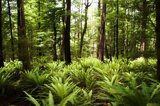 Lush Sub-Tropical Fern Forest Background