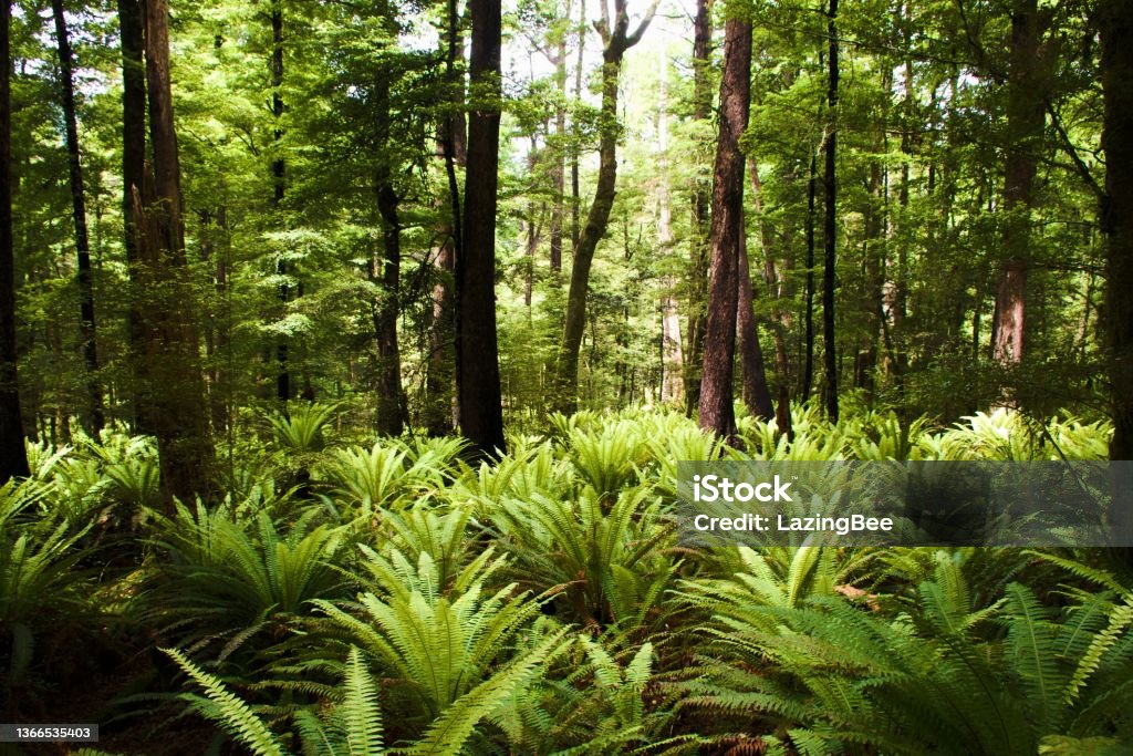 Lush Sub-Tropical Fern Forest Background Lush Sub-Tropical Fern Forest Background. Taken in the Nelson/ Tasman District of the Top of the South Island of New Zealand. Fern Stock Photo