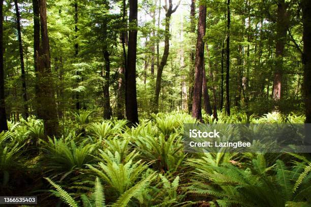 Lush Subtropical Fern Forest Background Stock Photo - Download Image Now - Fern, New Zealand, Forest