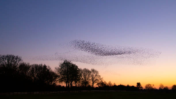 istock Beautiful large flock of starlings. 1366535504