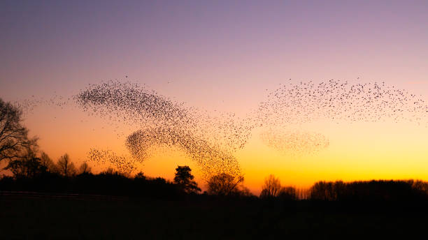 istock Beautiful large flock of starlings 1366535507