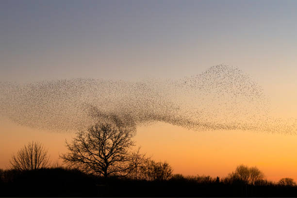 istock Beautiful large flock of starlings. 1366535522