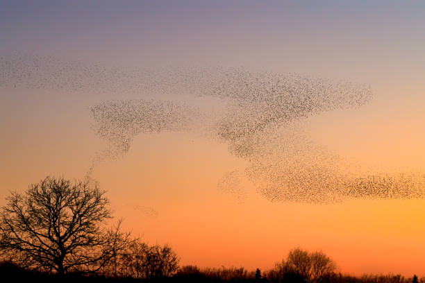 istock Beautiful large flock of starlings. 1366535525