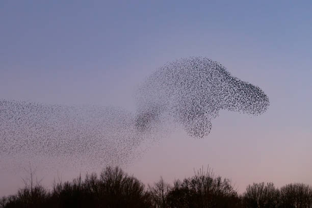 istock Beautiful large flock of starlings. 1366535530