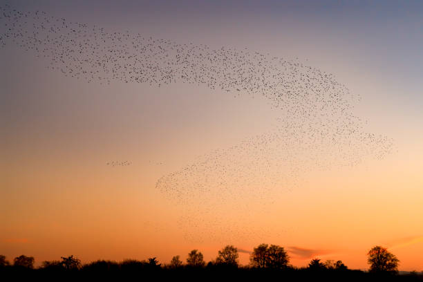 istock Beautiful large flock of starlings. 1366535533
