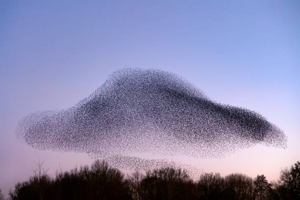 istock Beautiful large flock of starlings. 1366535543