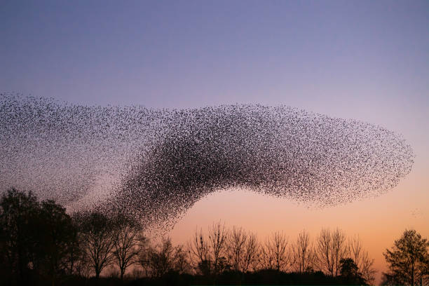 istock Beautiful large flock of starlings. 1366535552