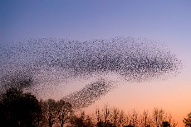 istock Beautiful large flock of starlings. 1366535554