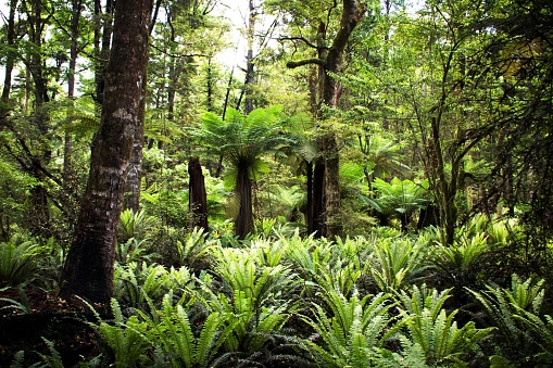 Lush Sub-Tropical Fern Forest Background. Taken in the Nelson/ Tasman District of the Top of the South Island of New Zealand.