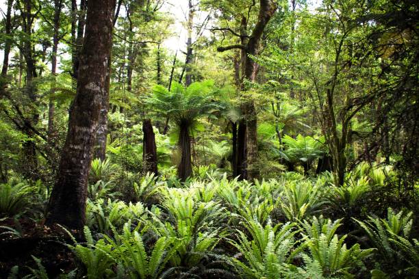 Lush Sub-Tropical Fern Forest Background Lush Sub-Tropical Fern Forest Background. Taken in the Nelson/ Tasman District of the Top of the South Island of New Zealand. subtropical stock pictures, royalty-free photos & images