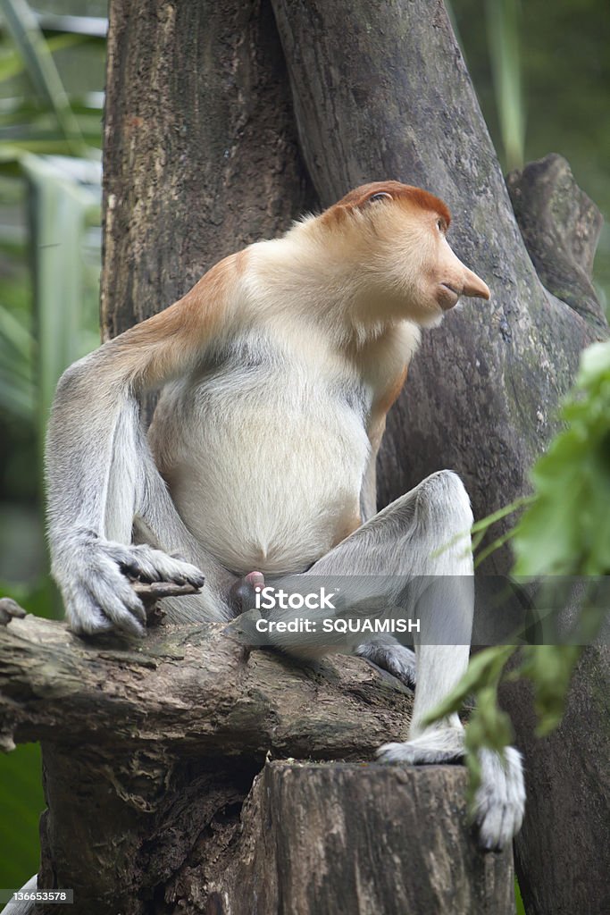 Männlicher Nasenaffe - Lizenzfrei Asien Stock-Foto