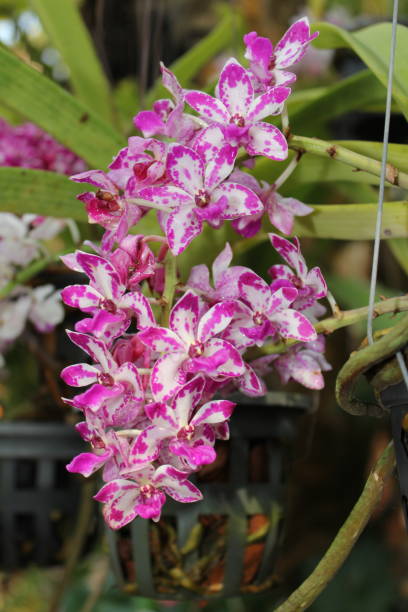 istock pink and purple flowers 1366536501