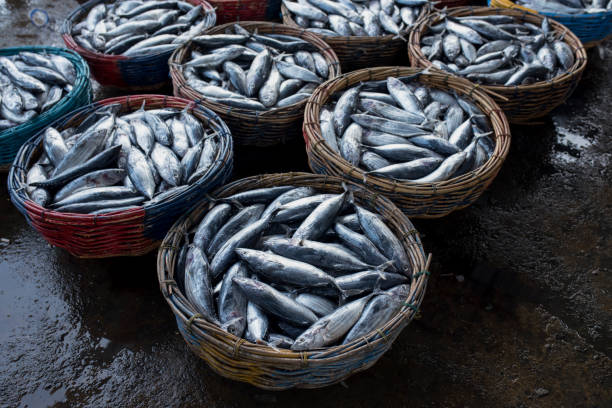 small tuna fish in the market