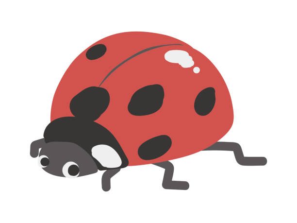 Cute ladybug. Simple and flat design. Cute ladybug. Simple and flat design. seven spot ladybird stock illustrations