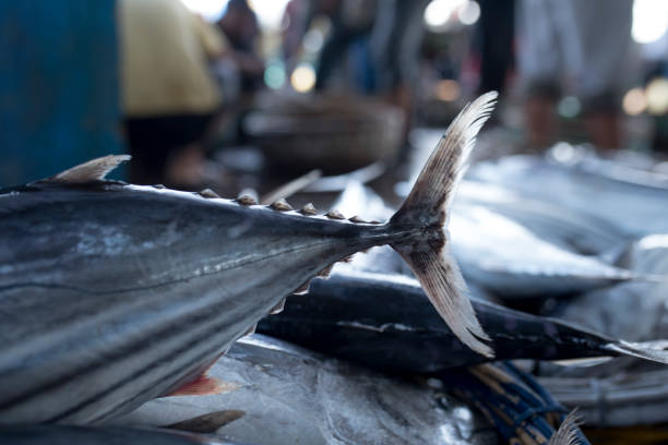 close-up de cauda de atum fresco - fish tail - fotografias e filmes do acervo