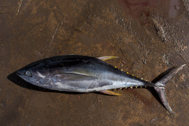 大きな黄色いひれのマグロ - big eye tuna ストックフォトと画像