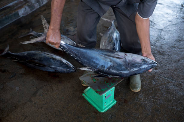 大きなマグロの重さは販売のために重量を量った - big eye tuna ストックフォトと画像