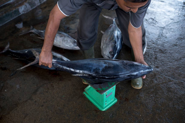 big tuna weighed for sale