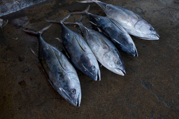 istock big tuna fish in traditional market 1366539286