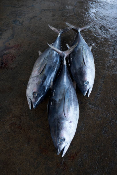 伝統的な市場で大きなマグロの魚 - big eye tuna ストックフォトと画像