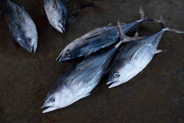 伝統的な市場で大きなマグロの魚 - big eye tuna ストックフォトと画像