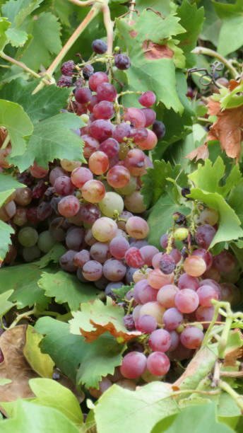 istock Bunch of ripe grapes 1366541083