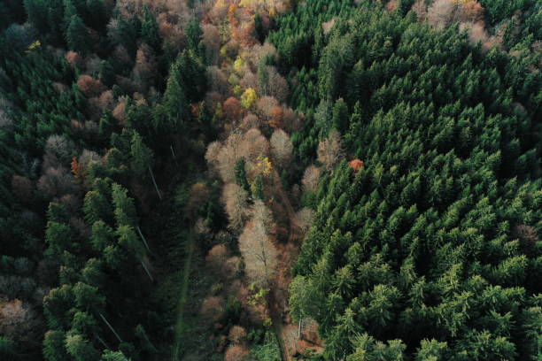 istock Power of the Autumn Colors 1366541864
