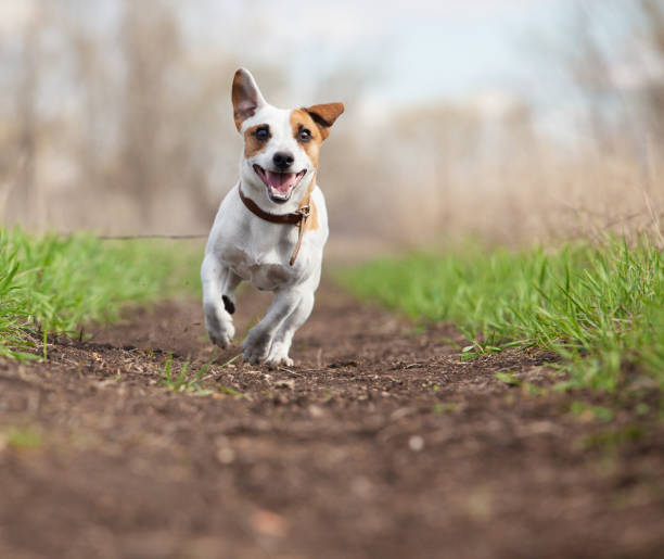 istock Running dog at summer 1366541977
