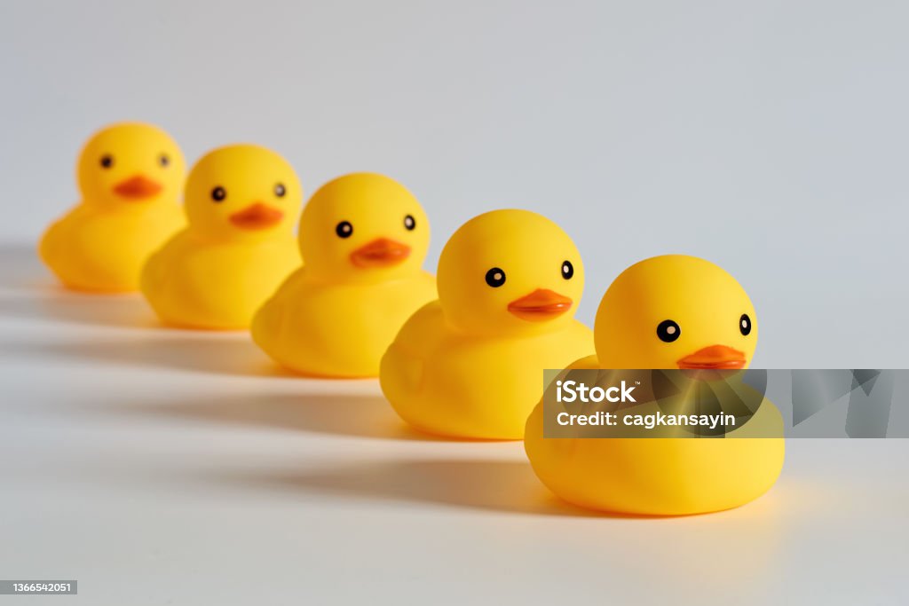 Concept of leadership, compliance or obedience. Concept of leadership, compliance or obedience. Rubber ducks or ducklings in a row. Repetition Stock Photo
