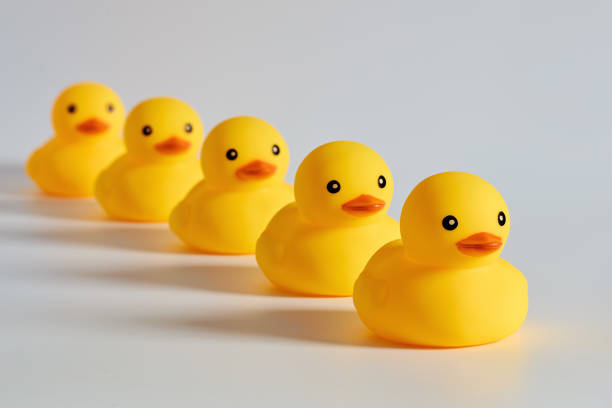Concept of leadership, compliance or obedience. Concept of leadership, compliance or obedience. Rubber ducks or ducklings in a row. repetition stock pictures, royalty-free photos & images