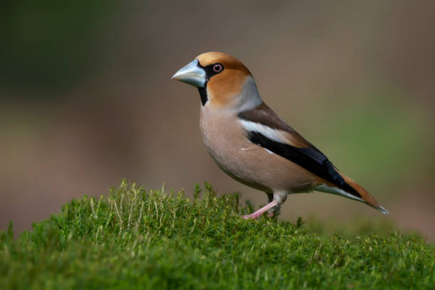 istock Beautiful male Hawfinch (Coccothraustes coccothraustes) 1366543153
